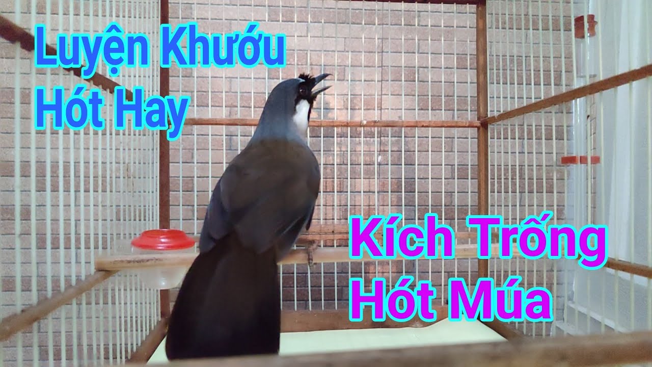 Khướu bạc má hót nhiều giọng hay - Kích khướu hót hay, luyện khướu hót nhiều giọng hay