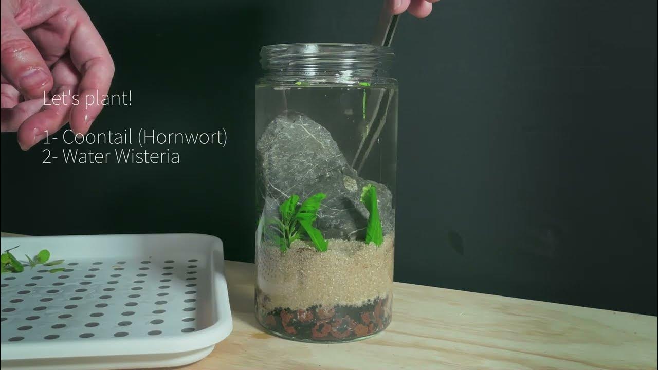 The Snail Experiment Quick Aquascape in a Jar for Nasty Snails YouTube