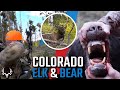 Colorado OTC Archery Elk and Bear Hunt