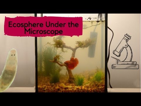 Ecosphere Student Showcase: Cyanobacteria, Microscopic Animals