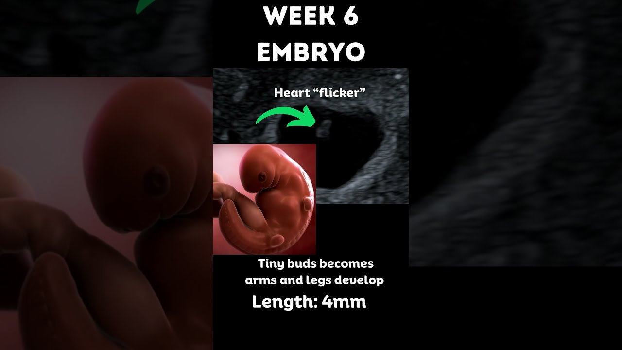 Amazing Pregnancy 6 Week Embryo 3D Animation And Ultrasound Sonography