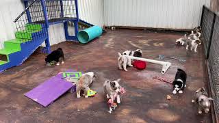 Career Overview Mini Aussies with tails playing at Lindsey’s Aussies