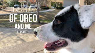 The Adventures of Oreo and Me - Ep 002 Piano In the Park