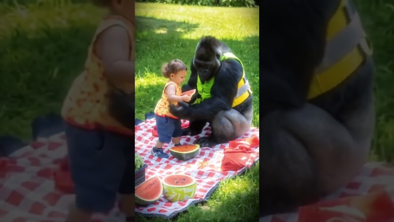 Gorilla's Gentle Journey 