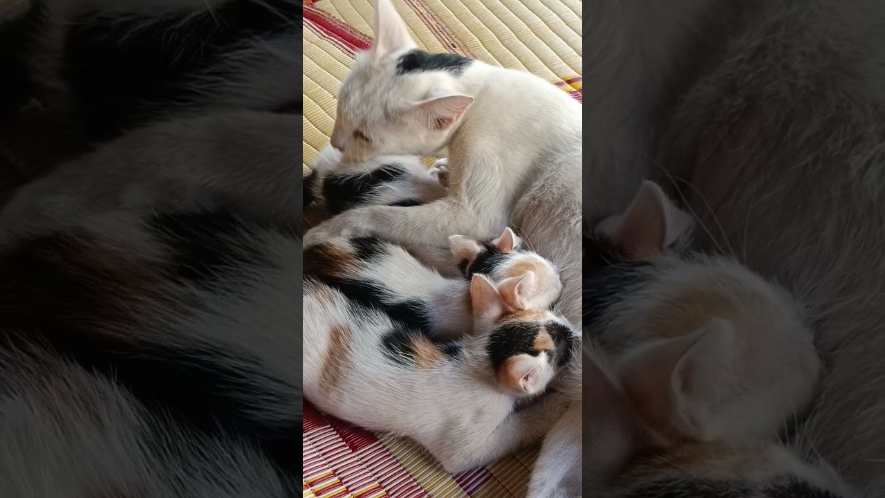 peaceful cat family 🐾🌿💚 