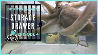 Octopus Escapes  Storage Drawer  Episode 4