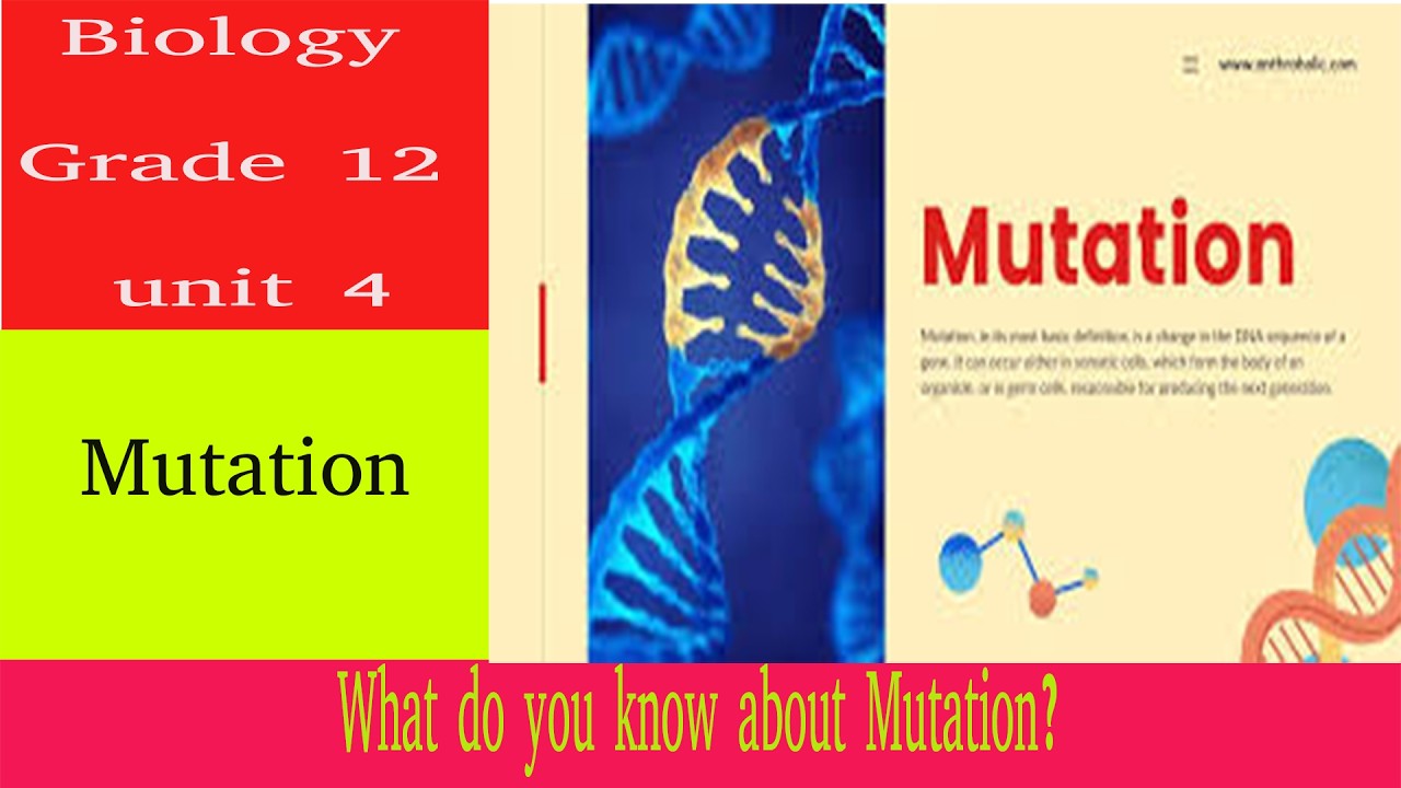 Biology Grade 12  unit 4 lesson 15 | mutation | Teacher Melaku