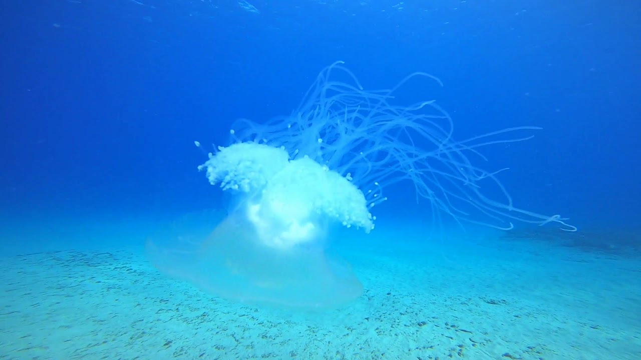 Scuba Diving Electric Beach on Oahu YouTube