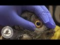 Volunteering at a WILDLIFE HOSPITAL