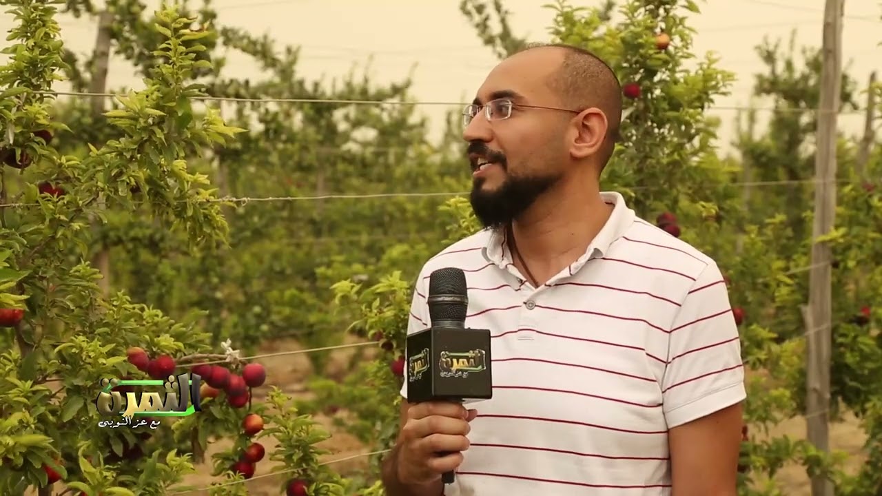 فى برنامح الثمرة حصاد البرقوق واصناف جديدة باقوى المزارع التصديرية بالنوبارية