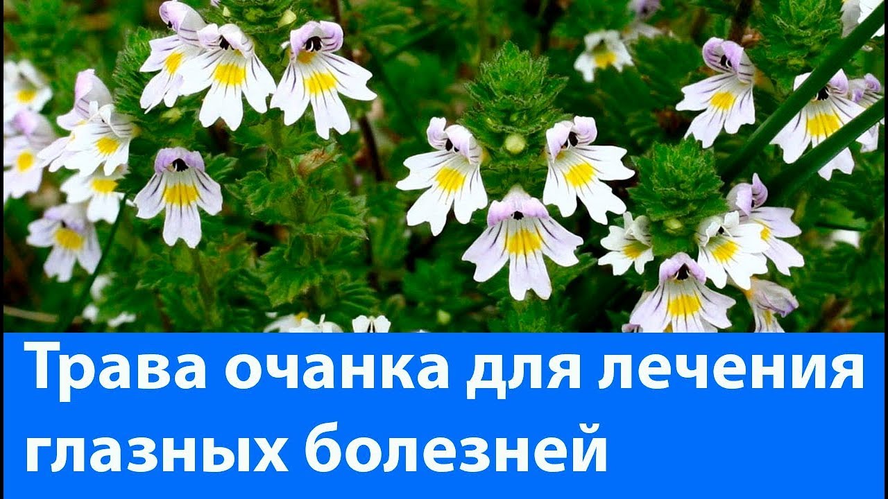 Трава очанка для лечения глазных болезней: конъюнктивита и глаукомы