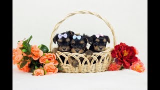 Йорк / купить йорка / купить щенка йоркширского терьера Йорк / купить йорка / купить щенка йоркширского терьера
