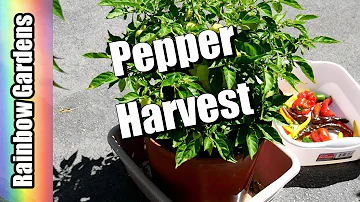 Pepper Container Harvest! Habanada, Tunisian Baklouti, Pasilla Bajio, More!