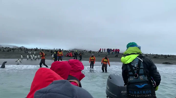 Seal Standoff at Salisbury Plain! | Zodiac Landing Gets Wild 🦭🚤