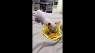 Sphynx Cat Keeps Trying to Snatch Girl’s Burger Sandwich
