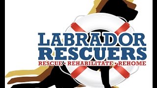 2015 Lab Rescuers CFC Video