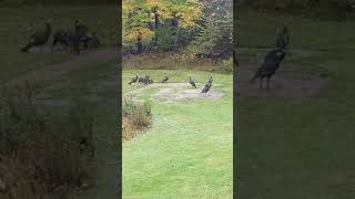 rainy day, turkeys feeding