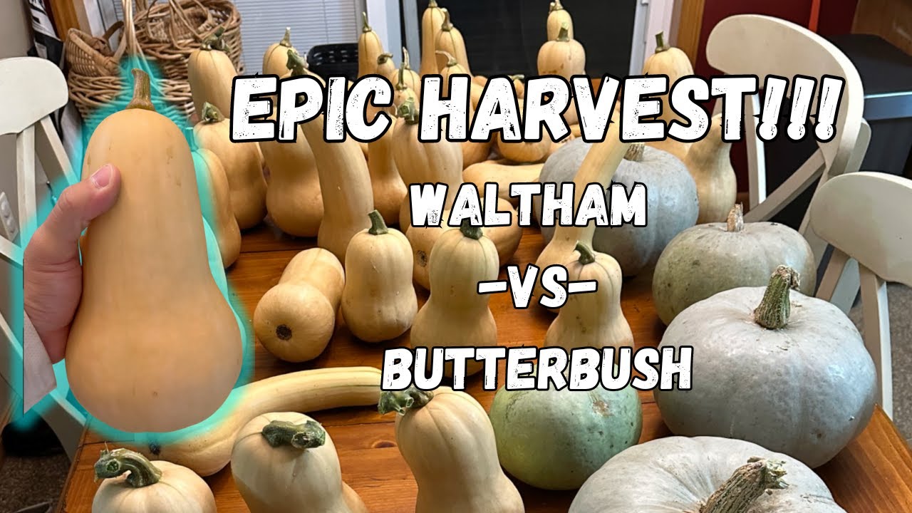 Epic Butternut Squash Harvest! - Waltham -vs- Butterbush