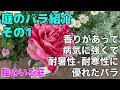 【猫のいる庭】バラの花が咲きました　品種紹介その１　ダマスセナ/クレイジートゥ/アンナ･パヴロワ/マリア・カラス/ヨハネパウロ２世