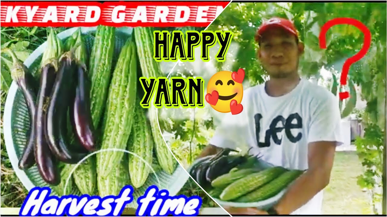 Backyard Gardening and Harvest Time! AMPALAYA AT TALONG! #rawvlog  #backyardgardening  #pinasvlog