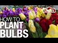 How to Plant Bulbs in the Spring or Fall