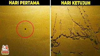 Ilmuwan Dibuat Kebingungan! Proses Koloni Semut Membangun Lorong Bawah Tanah Untuk Sarang