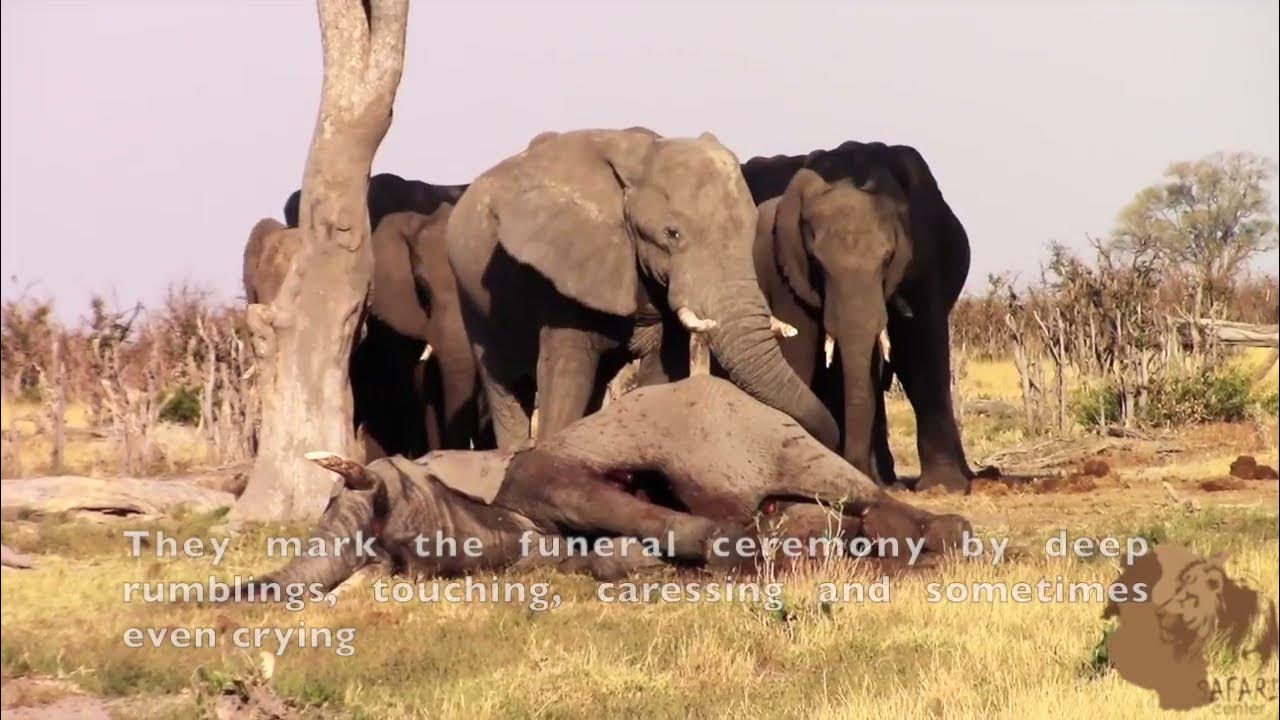 Elephants Go Through Proper Burial Rites And Funeral Ceremonies After