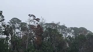Bushman Park eagles in Port Orange Florida