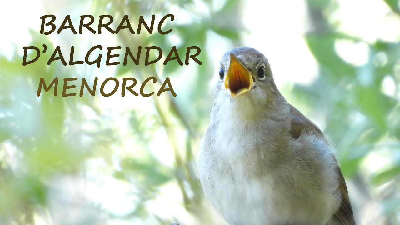 Wild Spain - Capítulo 72 - Barranc d'Algendar, Menorca, Islas Baleares.