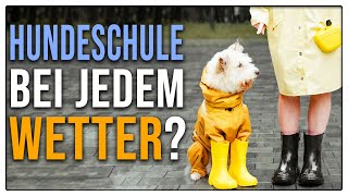 Wie viel Grad wird es für Hunde zu kalt?