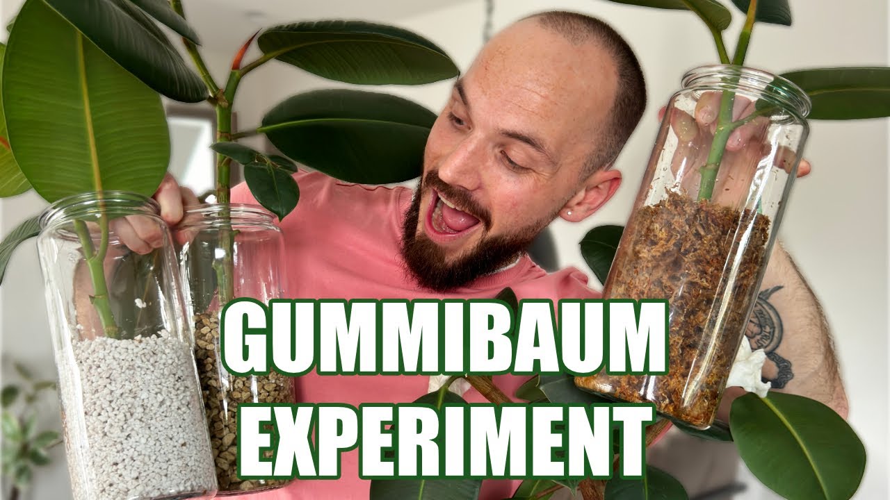 Gummibaumableger Experiment: Perlite, Moos oder Bims?