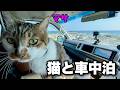 【猫と車中泊】房総半島の海岸線をぐるっとグルメ旅|猫のマサおすすめのドライブコース|キャンピングカーのようにDIYしたハイエースで猫のマサと車中泊