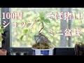 【盆栽】100円ショップそば猪口でミニ盆栽 How to start a bonsai with tea cap.