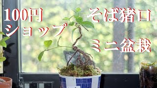 【盆栽】100円ショップそば猪口でミニ盆栽 How to start a bonsai with tea cap.