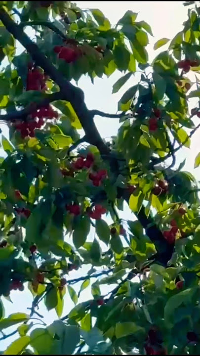 🟢 Cherry 🍒 #cherryfruit #plantlover