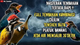 NGERIIII..!!!MASTERAN TEMBAKAN KOMBINASI CILILIN, TENGKEK BUTO, DAN PLATUK BAWANG !!