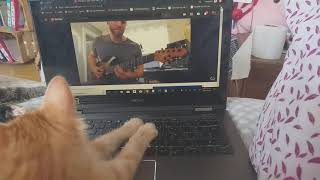 A La Gata Yoshi Le Gusta La Musica 3