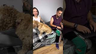 Как понять что собаку били #лайфхаки #советы #lifehacks #tips #юмор #шутка #jokes