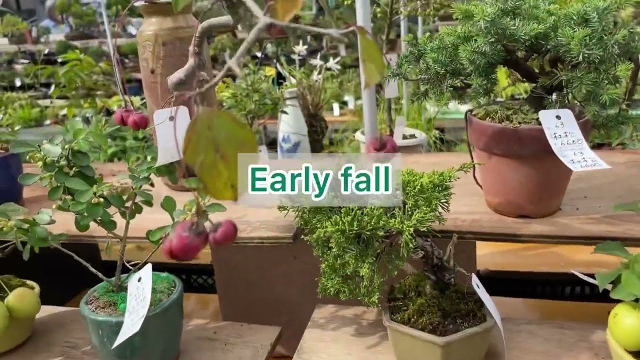 Japanese Bonsai shop in early fall 【relax】
