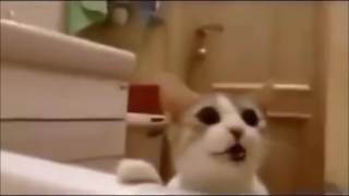Кот спасает хозяйку, думает что та тонет Кот спасает хозяйку, думает что та тонет