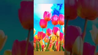 spring nature beautiful Wallpapers 🖼️🌺 @nature beautiful Wallpapers #shorts #youtubeshorts