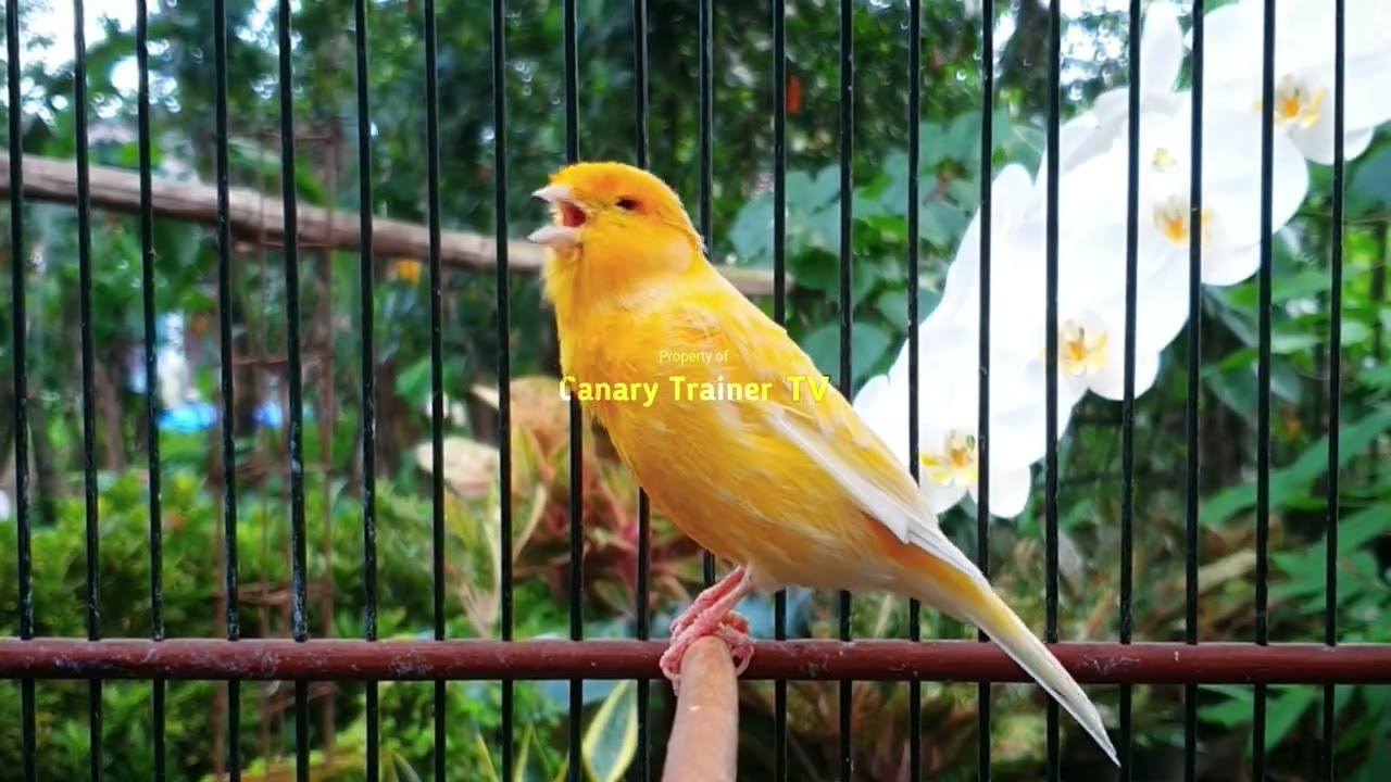 Секрет громкого и чистого голоса канарейки (Обучение громкости и четкости)