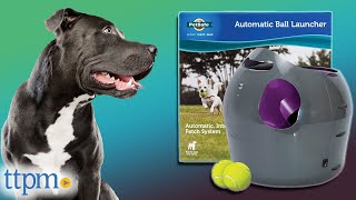 Our Pups Tested The AUTOMATIC Ball Launcher from PetSafe! 