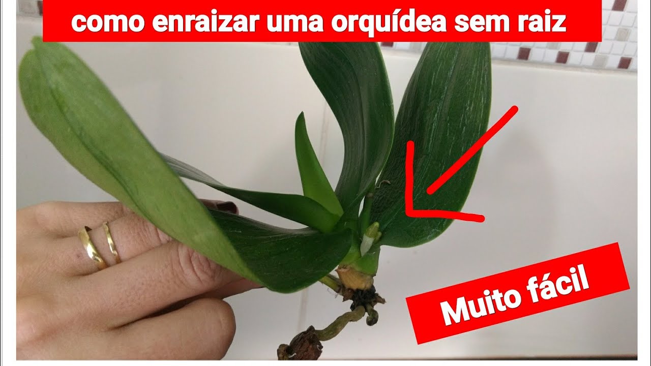 COMO ENRAIZAR UMA ORQUIDEA SEM RAIZ • Muito Fácil - thptnganamst.edu.vn