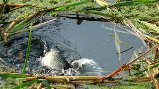 Download Lagu Awesome Hook Fishing Video in 2022 | Traditional Fish Hunting with National Skill MP3