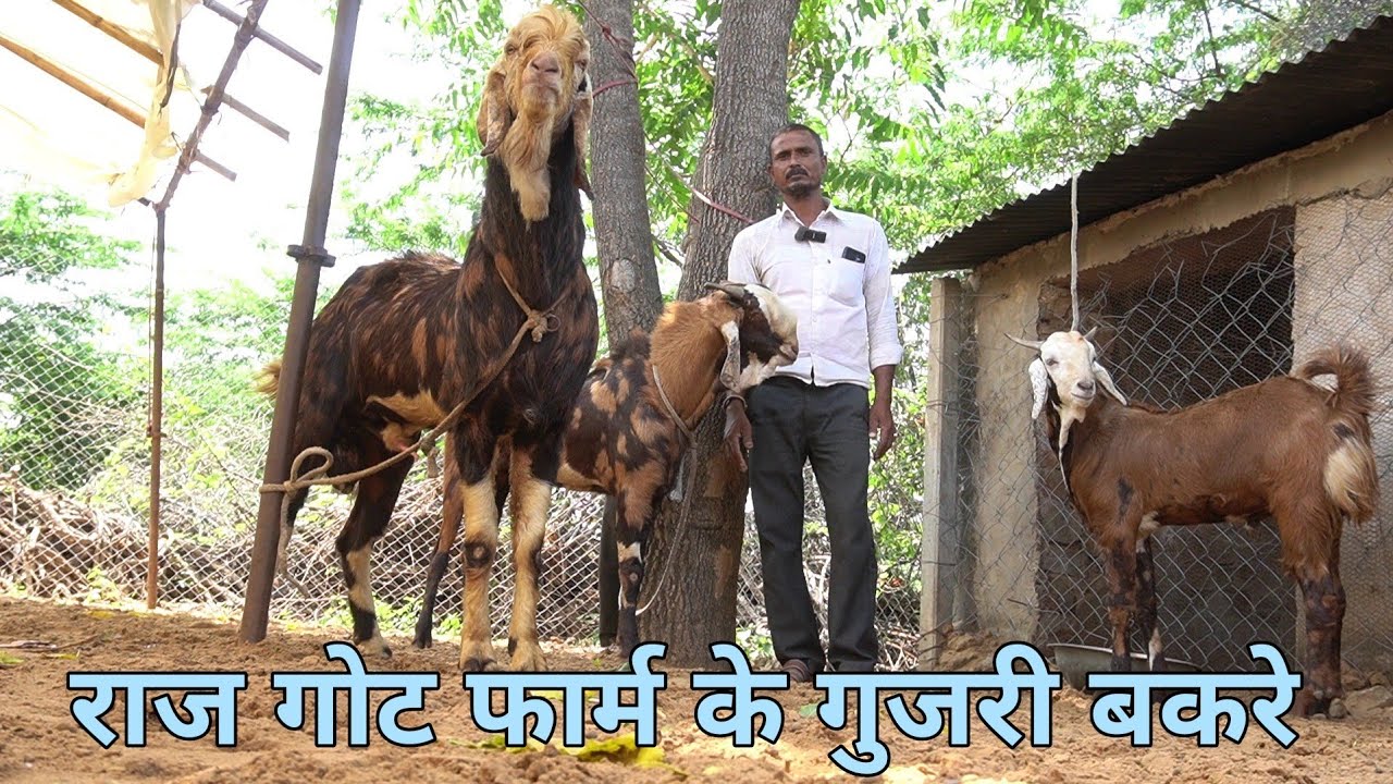 तगड़े गुजरी गोट तोल के भाव | shorts visit raj goat farm | gujari goat ...