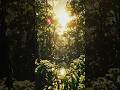 VIRTUAL REALITY 🌎 #nature #shorts#AI#Nature#ArtificialIntelligence#NatureLovers#Environment