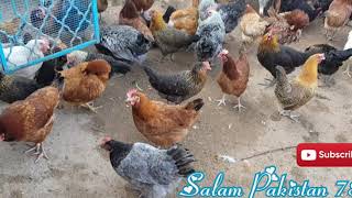 Desi Murgi Poultry Farm In Jhelum Pakistan