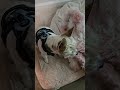 quick little morning check in with the crew! #vlog #dogs #blended
