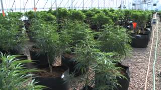 The Marijuana Miracle?